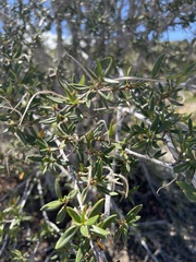 Cercocarpus ledifolius