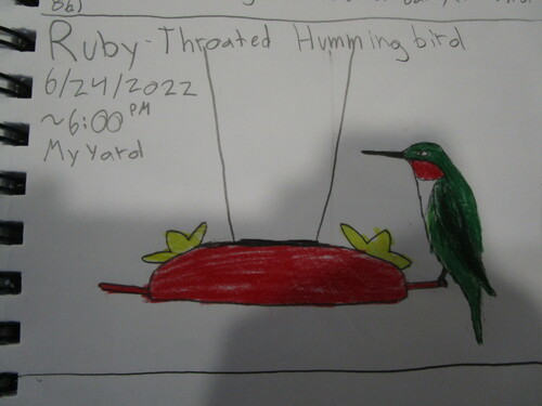 Ruby-throated Hummingbird photographed in Minnesota