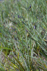 Sisyrinchium hitchcockii