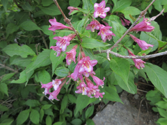 Weigela florida