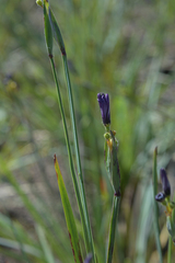 Sisyrinchium hitchcockii