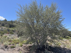 Cercocarpus ledifolius