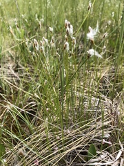 Trichophorum alpinum