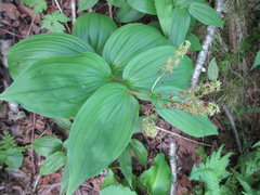 Maianthemum bicolor
