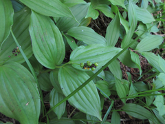 Maianthemum bicolor