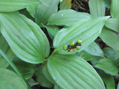 Maianthemum bicolor