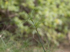 Spinifex