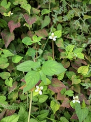 Dicliptera chinensis