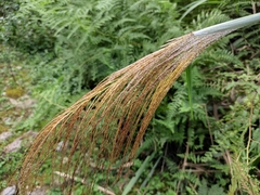 Miscanthus floridulus
