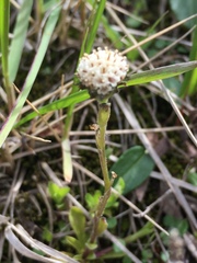 Antennaria monocephala