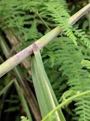 Miscanthus floridulus