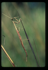 Ischnomantis