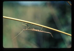 Ischnomantis