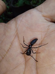 Pachycondyla crassinoda