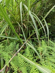Miscanthus floridulus