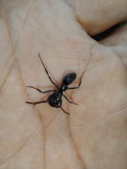 Pachycondyla crassinoda