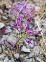 Allium acuminatum