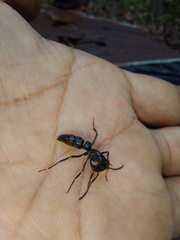 Pachycondyla crassinoda