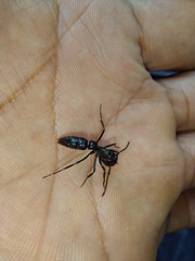 Pachycondyla crassinoda