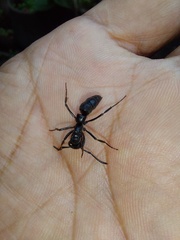 Pachycondyla crassinoda