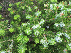 Abies koreana