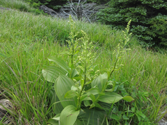 Veratrum oxysepalum
