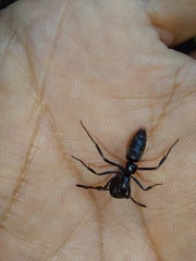 Pachycondyla crassinoda