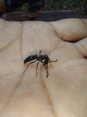 Pachycondyla crassinoda