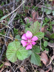 Rubus arcticus acaulis