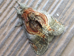 Peridea aliena