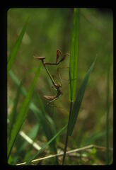 Idolomorpha