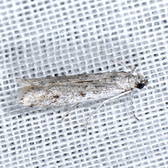 Phycitodes mucidella