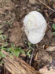 Calbovista subsculpta