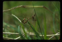 Idolomorpha