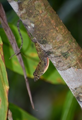 Anolis ahli