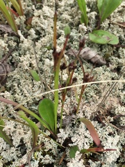 Luzula multiflora frigida