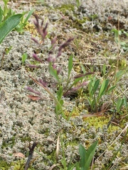 Poa arctica