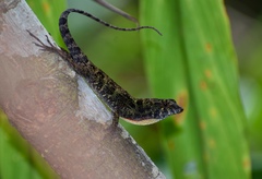 Anolis ahli