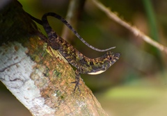 Anolis ahli