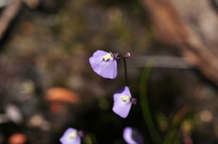 Utricularia barkeri