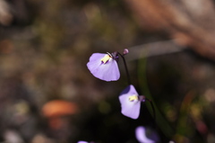 Utricularia barkeri