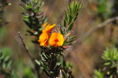 Pultenaea humilis