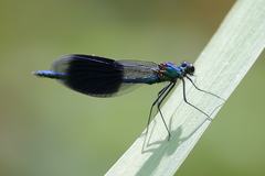 Calopteryx splendens