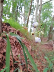 Dianella ensifolia
