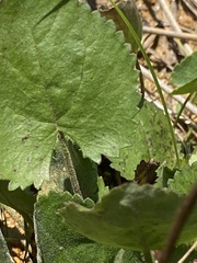 Packera serpenticola