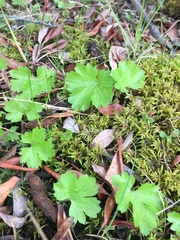 Ranunculus lapponicus
