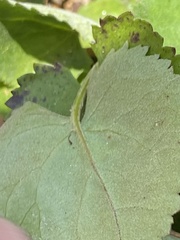 Packera serpenticola