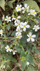 Chaetogastra brachyphylla