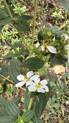 Chaetogastra brachyphylla