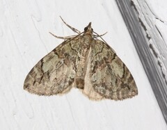 Hydriomena divisaria